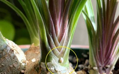 How to Know if Your Houseplant has Pests & ID Which Pest It Is