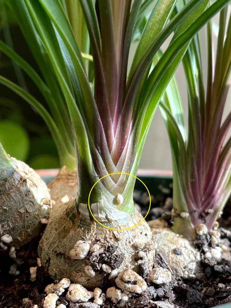 Mealybug