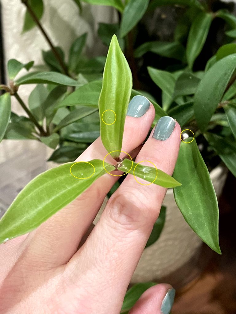 Mealybugs2