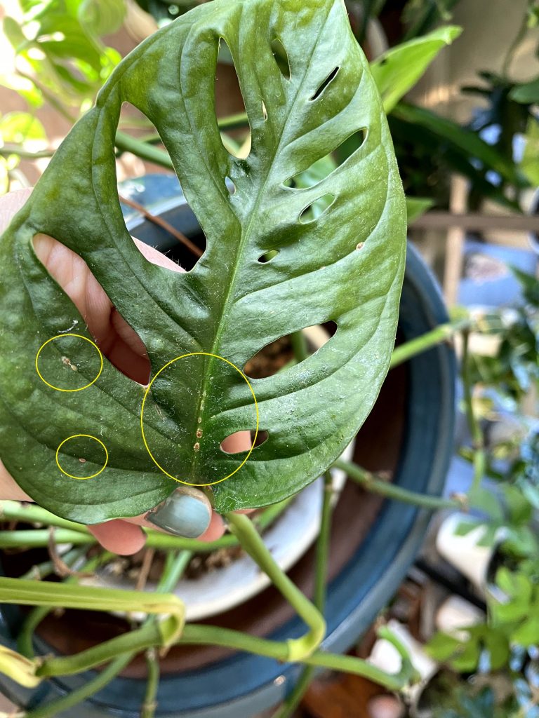 Scale MonsteraAdansonii
