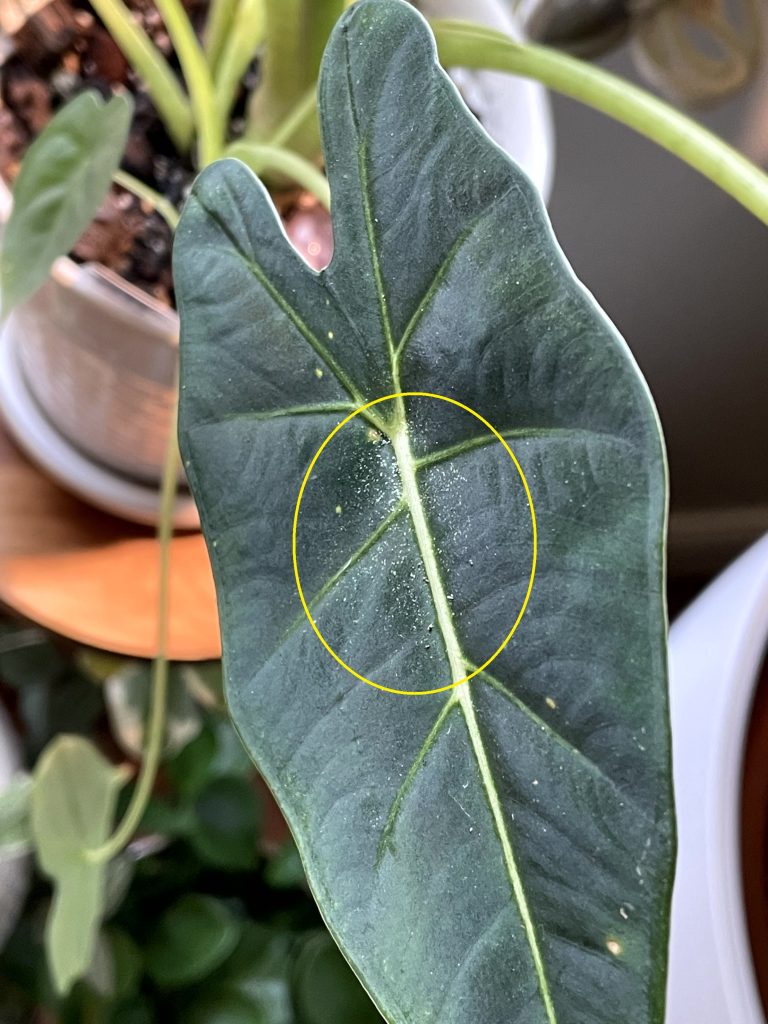 SpiderMiteAlocasia