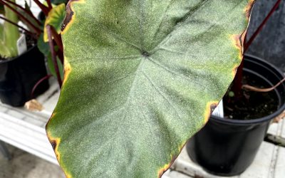 What about pests? What does a beginner need to know? (Start Here, #7)