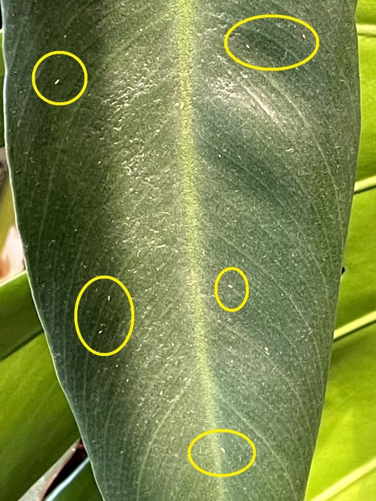 Thrips1