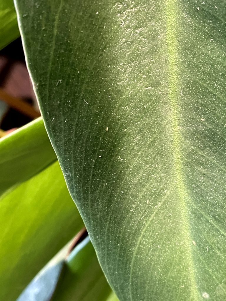 Thrips2