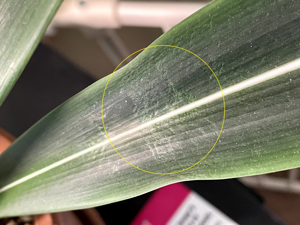 ThripsScraping