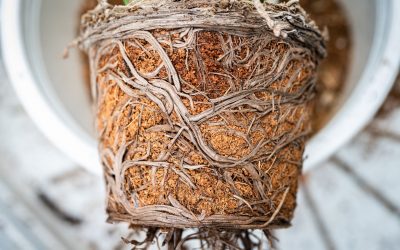 Houseplants & Dry Rot: What It is, Why It Happens, How to Prevent It.