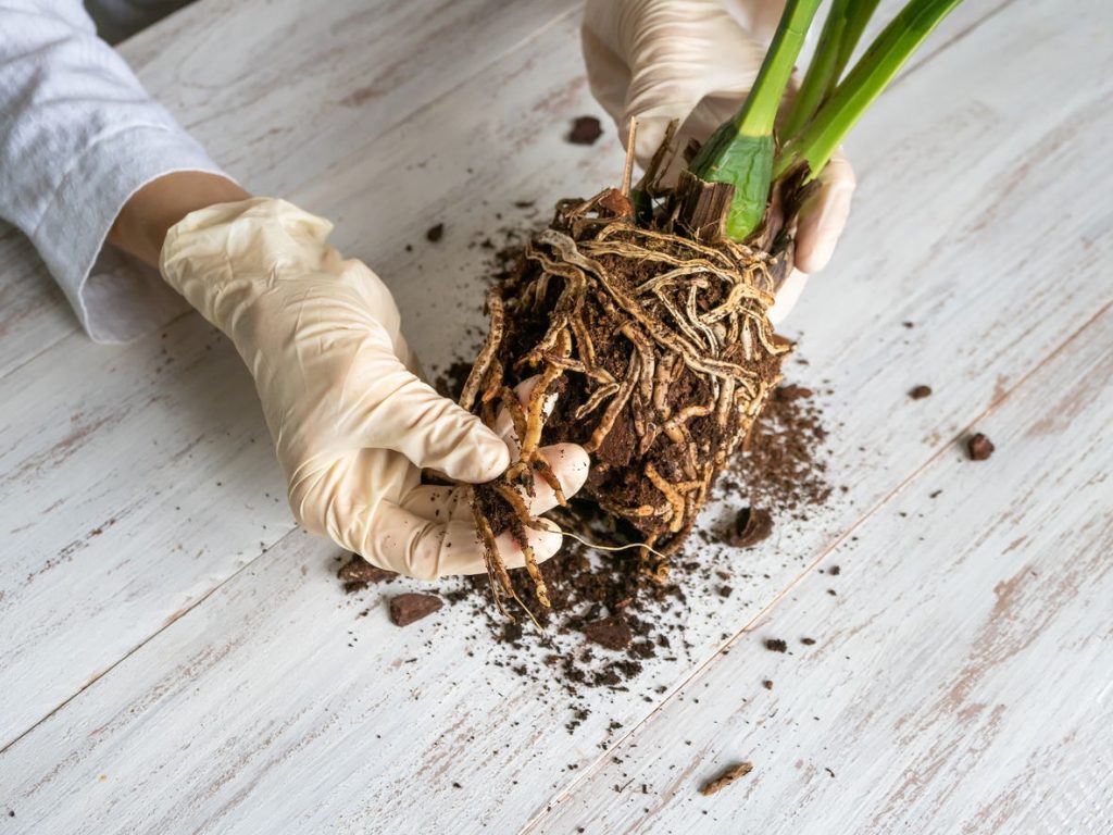 Dry Roots 2