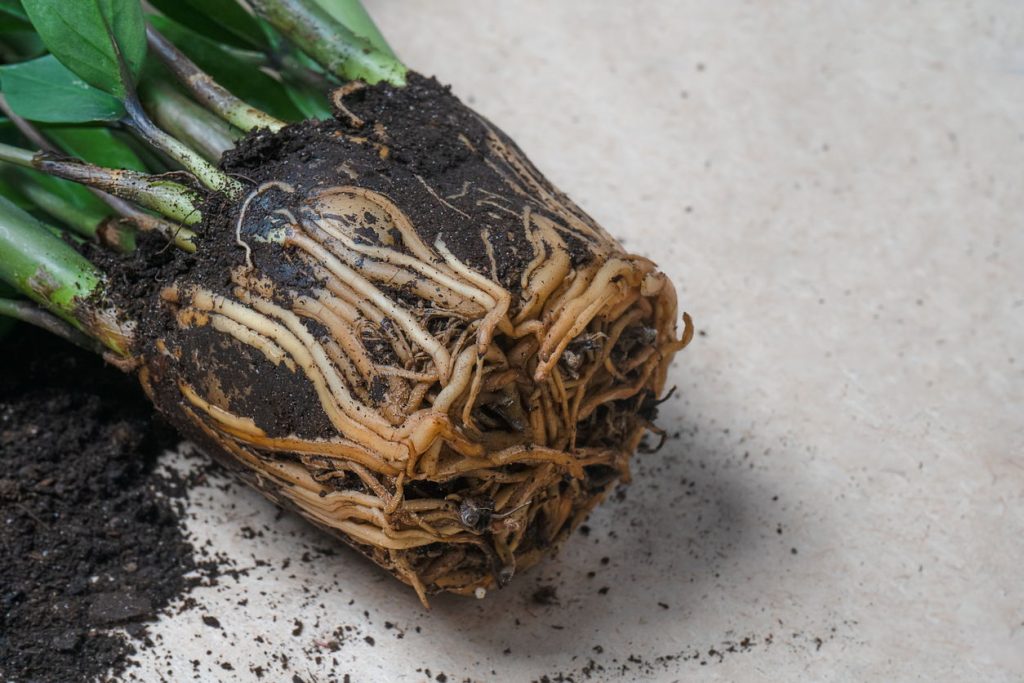 Healthy Roots 1