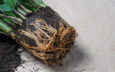 5 Easy Ways to Know if Your Houseplant Needs to be Repotted. (Start Here, #5)