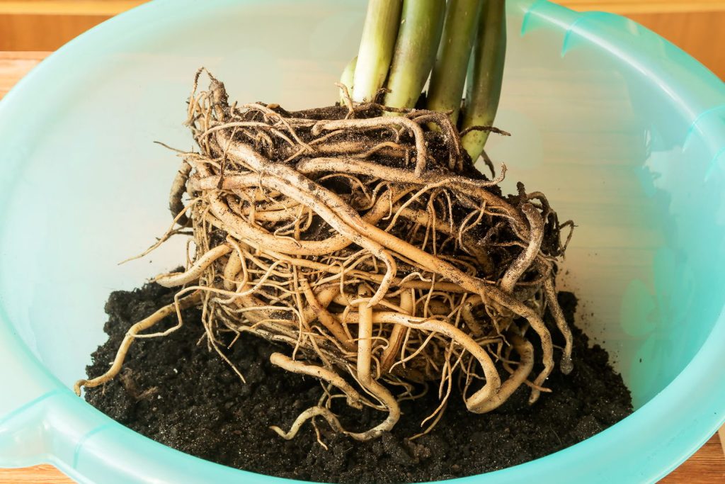 Healthy Roots 2