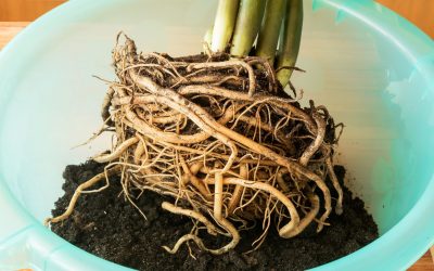 A Fast, Easy Guide to Help You Repot Your Houseplant (Start Here, #6)
