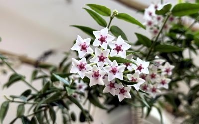Fertilizing a houseplant seems complicated, but it’s not. I’ll prove it. Start Here, #4