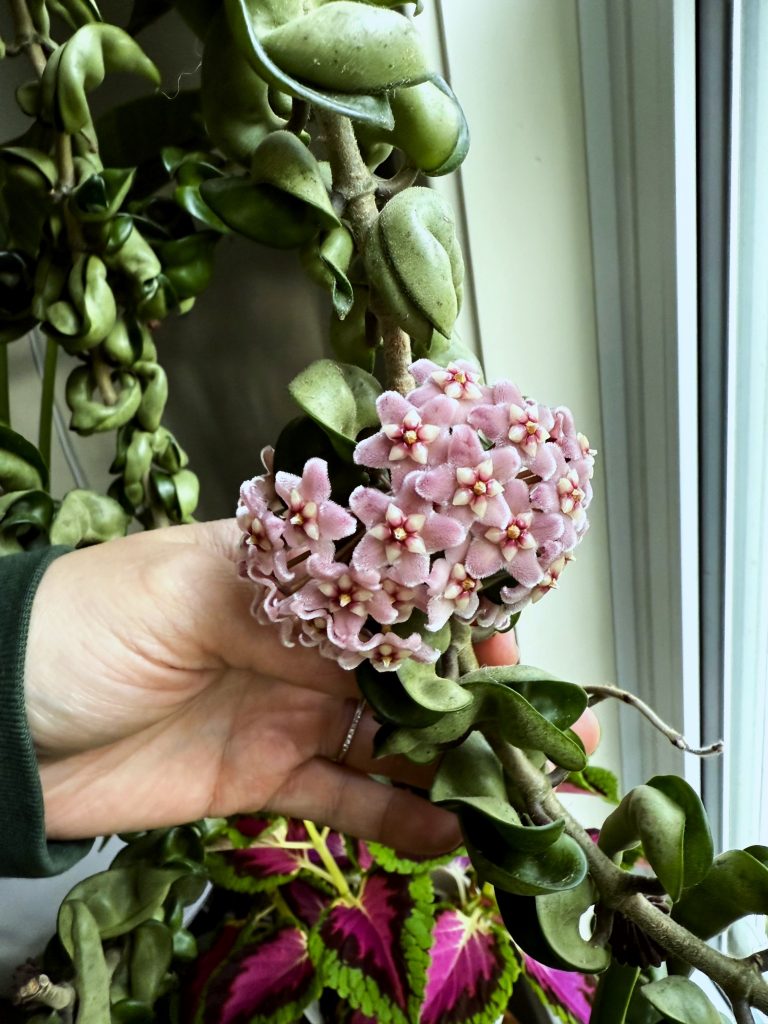 Hoya compacta