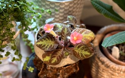 Recap 2025: The Joy is in the Journey of Growing Houseplants