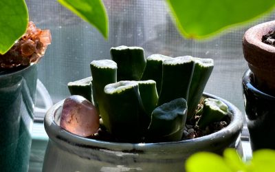Your Houseplants Will Love You If You Show Up Consistently
