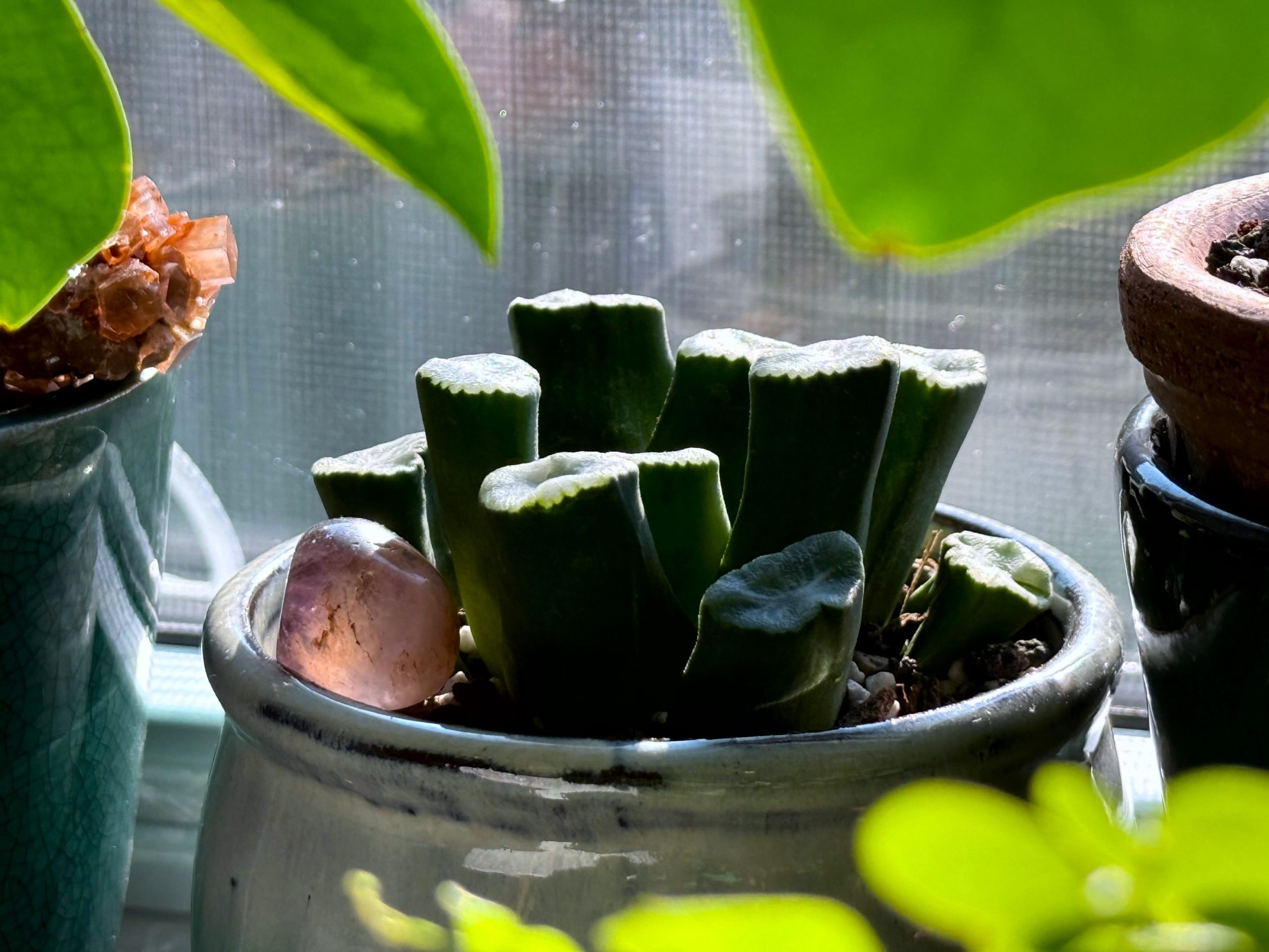 Haworthia in the Sun