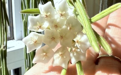 The Lie of Natural Talent and How It Applies to Your “Greenthumb” and Your Entire Life.