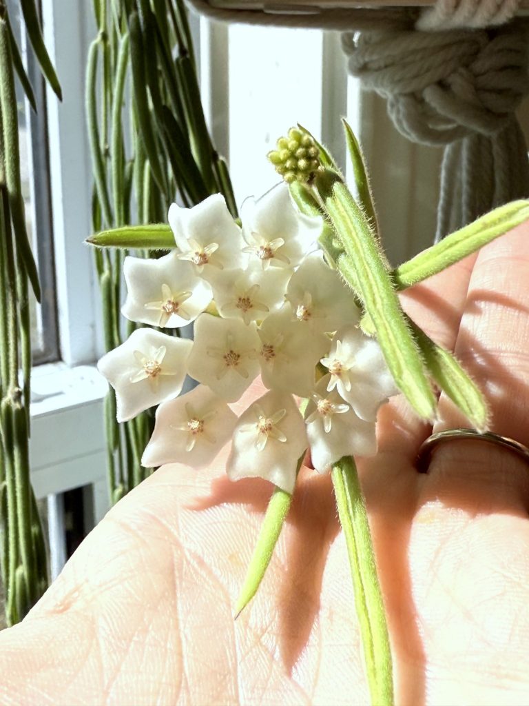 Hoya linearis