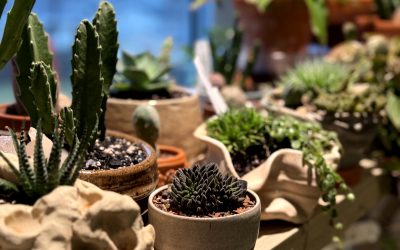 Big, Beautiful Plants Do Not Mean Big, Beautiful Plant Growing Skills and Knowledge