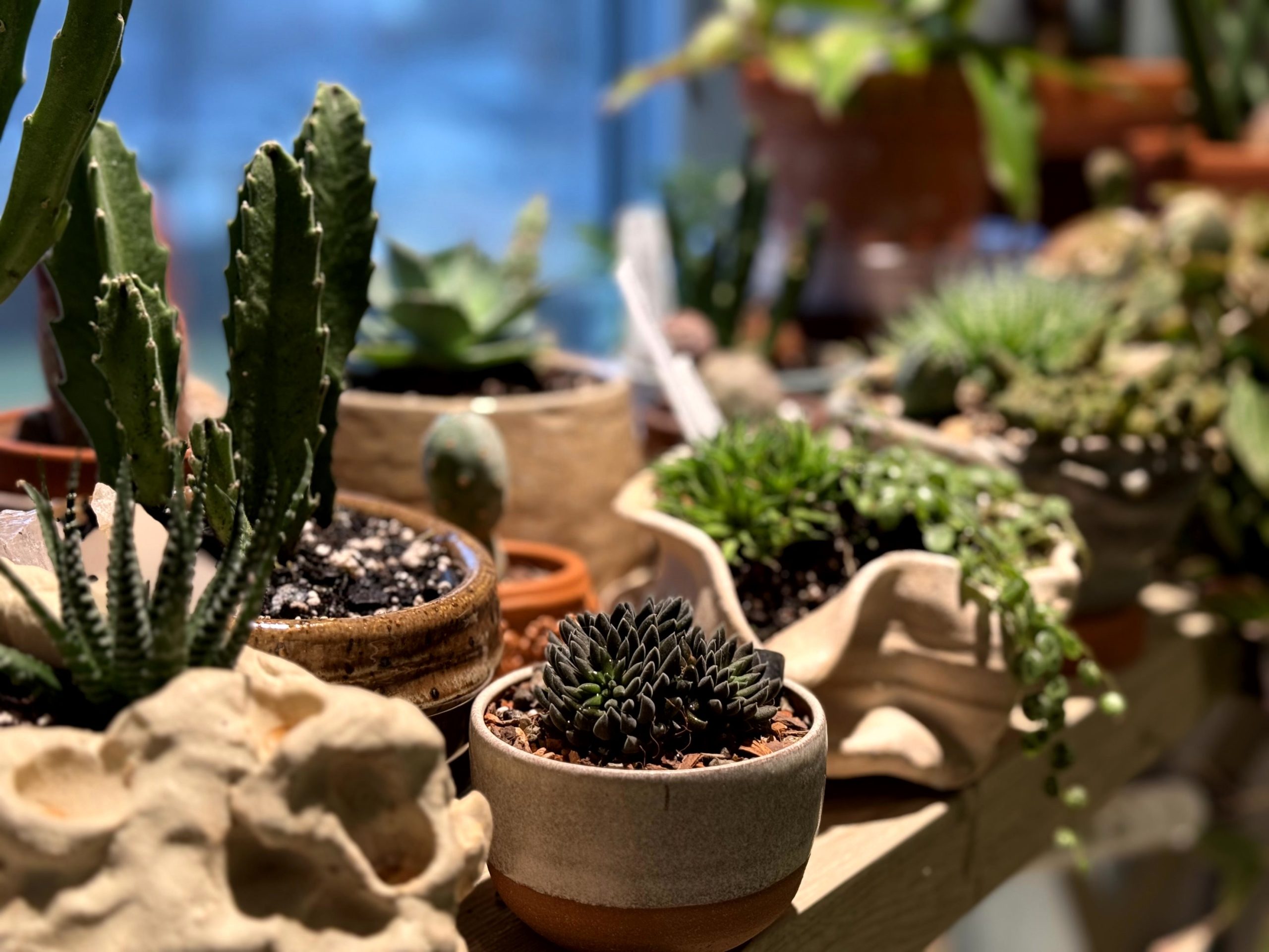 Succulents Growing in My West Window