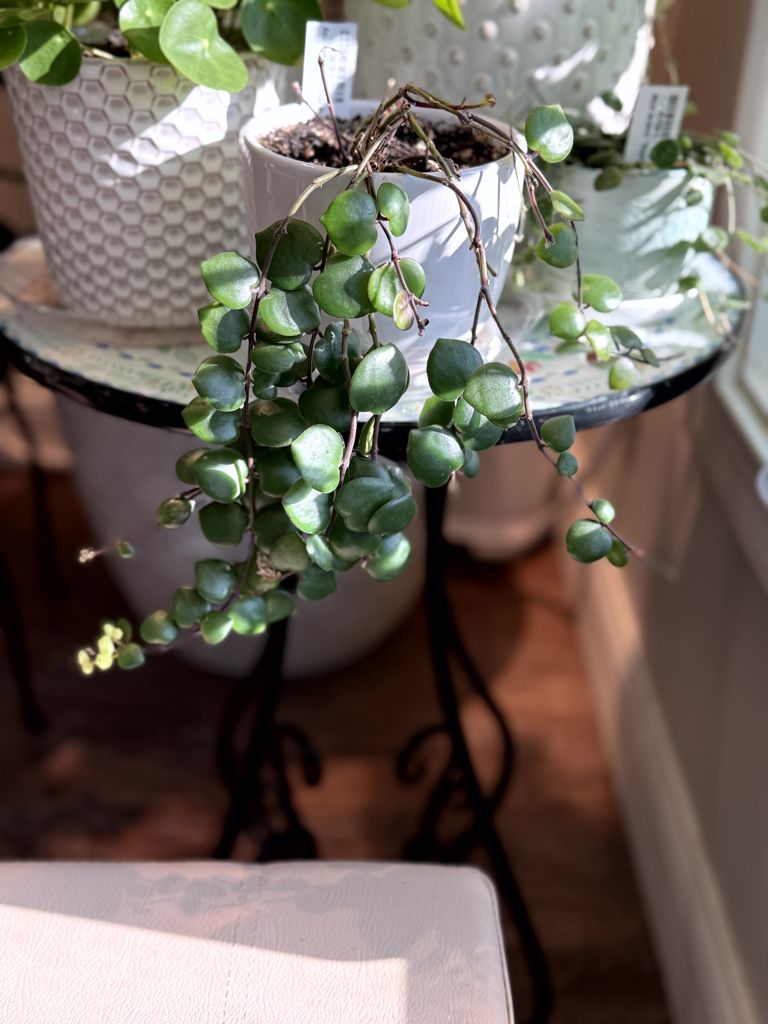 Bunny eaten Lipstick Plant