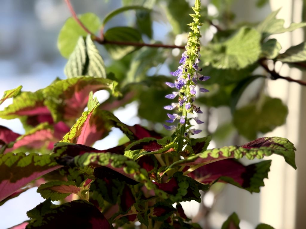 Coleus Blooming