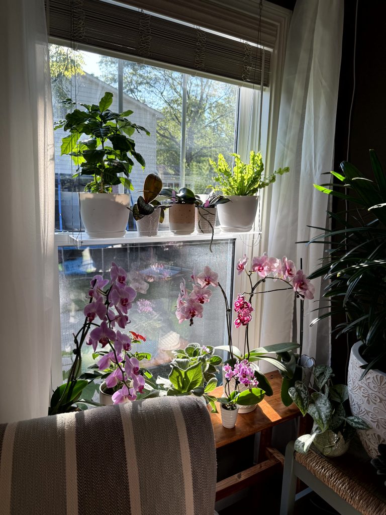 Happy orchids