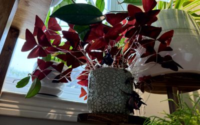 How to know if your houseplant is thirsty and needs to be watered.