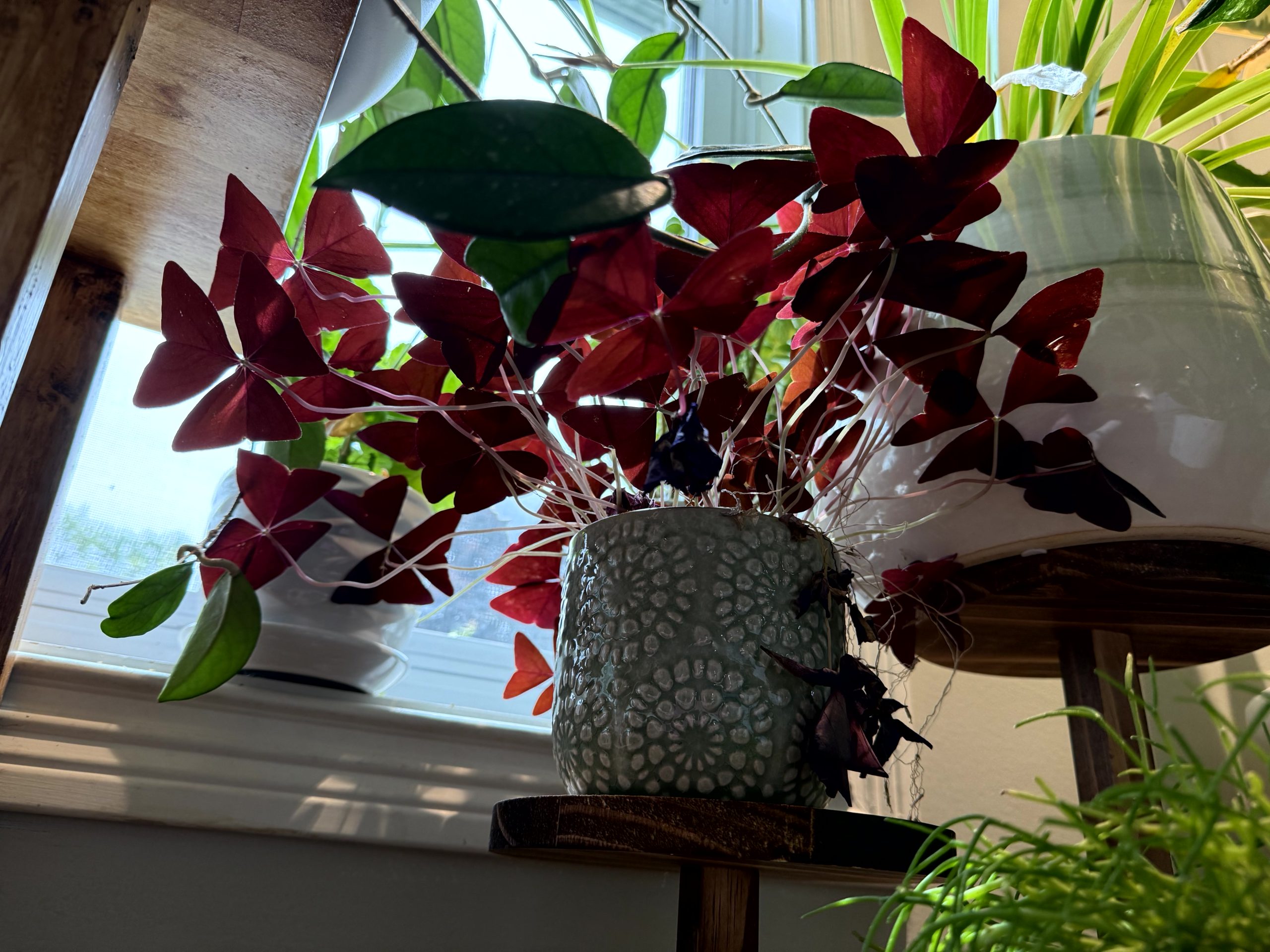Oxalis in the Sun