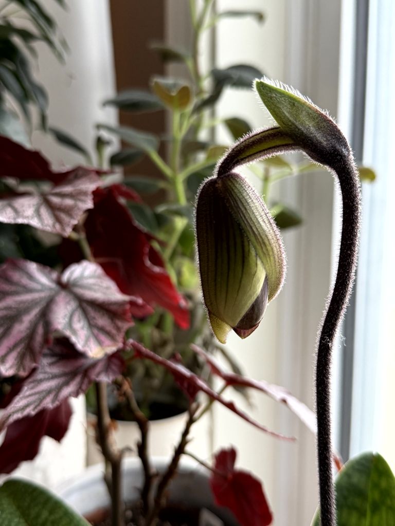 Paphiopedilum bud