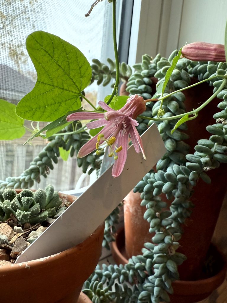 Passion flowers and Burro's tails