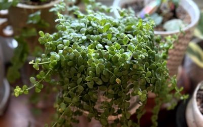 Real Talk: Here’s the Top 3 Reasons Why Your Houseplants aren’t Growing
