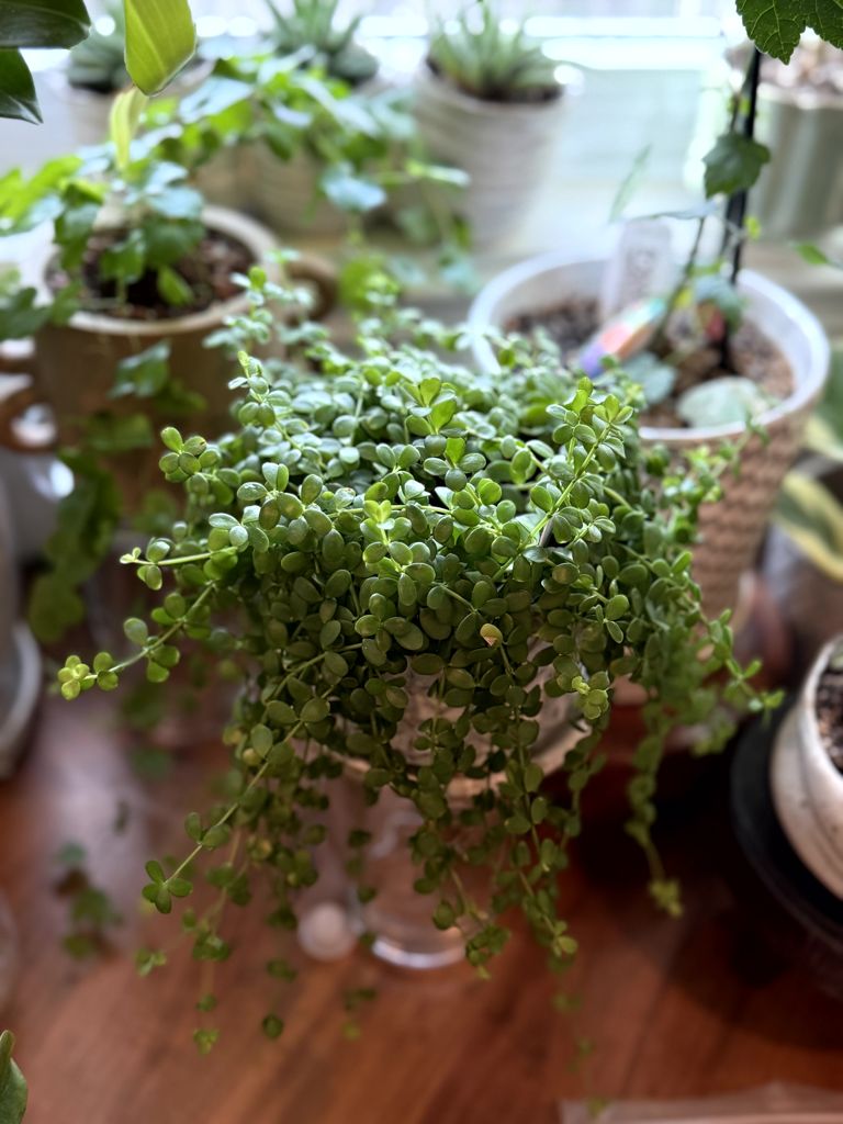 Peperomia hoffmanii Peperomia hoffmanii