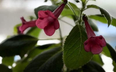 You want to grow houseplants successfully? Embrace the ugly phase.