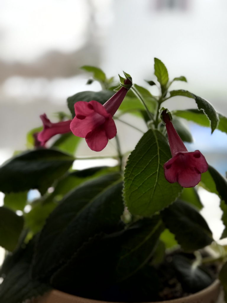 Sinningia Sinningia