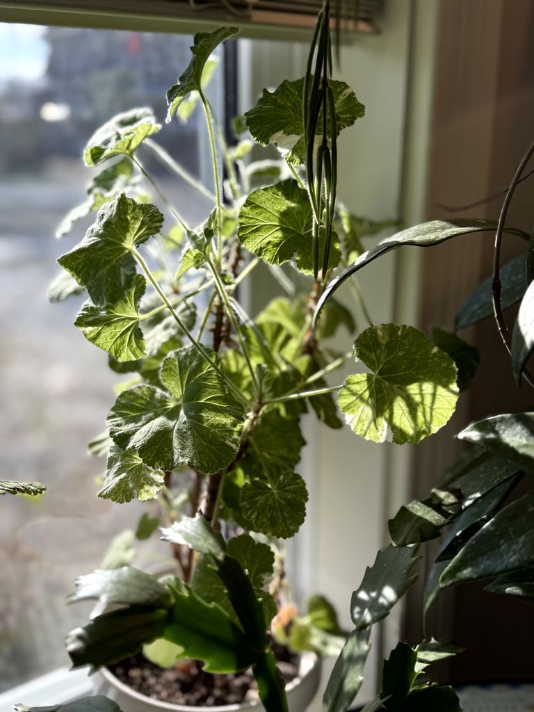 Snowflake Geranium