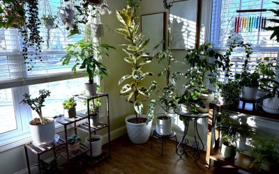 Houseplants Do Not Always Need Less Water and Care During Winter (It’s a Myth!)