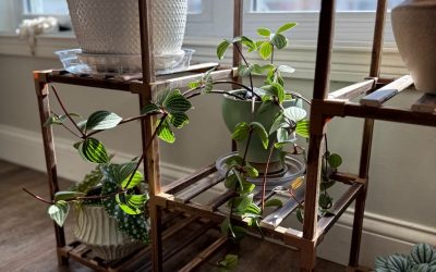 Need permission to give up on your houseplant? Let this post be it.