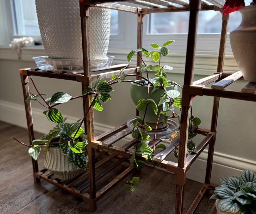 Peperomia tetragona Peperomia tetragona
