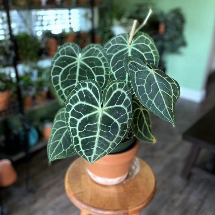 anthurium (2)