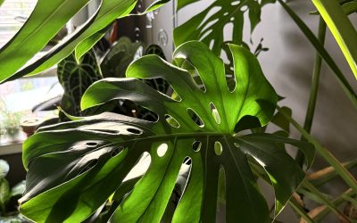 Want a Bushier, Healthier Plant? It’s Time to Get Out the Scissors.